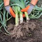 Limited Edition 800 AMERICAN FLAG LEEK (Large Leek) Allium Porrum Vegetable Seeds