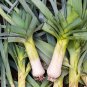 Limited Edition 800 AMERICAN FLAG LEEK (Large Leek) Allium Porrum Vegetable Seeds