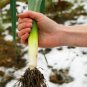 Limited Edition 800 AMERICAN FLAG LEEK (Large Leek) Allium Porrum Vegetable Seeds