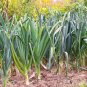 Limited Edition 800 AMERICAN FLAG LEEK (Large Leek) Allium Porrum Vegetable Seeds