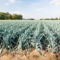Limited Edition 800 AMERICAN FLAG LEEK (Large Leek) Allium Porrum Vegetable Seeds