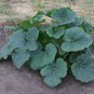 Exclusive 50 VEGETABLE SPAGHETTI SQUASH Winter Cucurbita Pepo Seeds