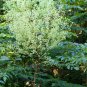 New Arrival 25 DEVIL'S WALKINGSTICK Shrub Flower Prickly Ash Elder Aralia Spinosa Seeds