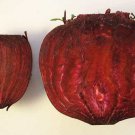Premium 250 DETROIT Dark RED BEET Heirloom Beta Vulgaris Vegetable Seeds