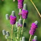 Top-Quality 700 PURPLE PRAIRIE CLOVER Dalea Purpurea Flower Seeds Top-Quality 700 PURPLE PRAIRIE CLOVER Dalea Purpurea Flower Seeds