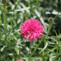 Top-Quality 750 Red BACHELOR'S BUTTON / CORNFLOWER Centaurea Cyanus Flower Seeds