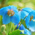 Premium 10 BLUE HIMALAYAN POPPY Tibetan Meconopsis Betonicifolia Flower Seeds