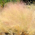 Limited Edition 200 CLOUD GRASS Agrostis Nebulosa White Flower Tan Ornamental Grass Seeds