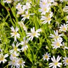 Exclusive 50 Organic CHICKWEED Stellaria Media Starwort Stitchwort White Flower Herb Seeds