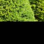 Exclusive 25 THUJA TREE Cedar Thuja Occidentalis Conifer Seeds