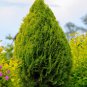 Exclusive 25 THUJA TREE Cedar Thuja Occidentalis Conifer Seeds