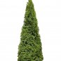 Exclusive 25 THUJA TREE Cedar Thuja Occidentalis Conifer Seeds