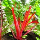 Top-Quality 300 RUBY RED SWISS CHARD (Perpetual Spinach) Beta Vulgaris Cicla Vegetable Seeds