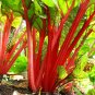 Top-Quality 300 RUBY RED SWISS CHARD (Perpetual Spinach) Beta Vulgaris Cicla Vegetable Seeds