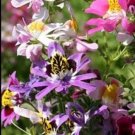 Top-Quality 200 Mixed Color BUTTERFLY ORCHID Angel Wing Schizanthus Wisetonensis Flower Seed