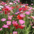 Exclusive 2000 MIXED Color SHIRLEY POPPY Corn Field Flanders ) Papaver Rhoeas Flower Seeds Exclusive 2000 MIXED Color SHIRLEY POPPY Corn Field Flanders ) Papaver Rhoeas Flower Seeds