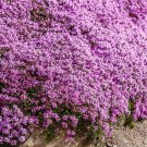 Premium 100 Walk On Me CREEPING THYME Thymus Serpyllum Herb Flower Seeds Premium 100 Walk On Me CREEPING THYME Thymus Serpyllum Herb Flower Seeds
