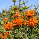 New Arrival 25 Wild KLIP DAGGA Leonotis Nepetifolia Lions Ear Lions Tail Orange Flower Seeds New Arrival 25 Wild KLIP DAGGA Leonotis Nepetifolia Lions Ear Lions Tail Orange Flower Seeds