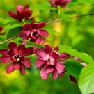 Top-Quality 10 SWEETSHRUB Carolina Allspice Fragrant Calycanthus Floridus Shrub Flower Seeds Top-Quality 10 SWEETSHRUB Carolina Allspice Fragrant Calycanthus Floridus Shrub Flower Seeds