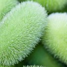 Limited Edition 10 WOOLY BEAR GOURD Cucumis Dipsaceus Fuzzy Green Ornamental Seeds