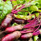 Premium 250 CYLINDRA BEET Beta Vulgaris Vegetable Seeds Premium 250 CYLINDRA BEET Beta Vulgaris Vegetable Seeds