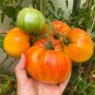 New Arrival 50 PINEAPPLE TOMATO Heirloom Beefsteak Indeterminate Solanum Fruit Vegetable See