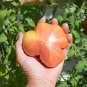 New Arrival 50 PINEAPPLE TOMATO Heirloom Beefsteak Indeterminate Solanum Fruit Vegetable See