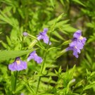 Top-Quality 250 PURPLE MONKEY FLOWER Mimulus Ringens Seeds Top-Quality 250 PURPLE MONKEY FLOWER Mimulus Ringens Seeds