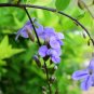 Top-Quality 250 PURPLE MONKEY FLOWER Mimulus Ringens Seeds