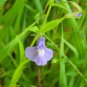 Top-Quality 250 PURPLE MONKEY FLOWER Mimulus Ringens Seeds