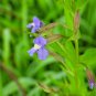 Top-Quality 250 PURPLE MONKEY FLOWER Mimulus Ringens Seeds
