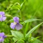 Top-Quality 250 PURPLE MONKEY FLOWER Mimulus Ringens Seeds