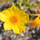 Best-Selling 300 YELLOW BLAZING STAR Mentzelia Lindleyi Bartonia Evening Native Flower Seeds Best-Selling 300 YELLOW BLAZING STAR Mentzelia Lindleyi Bartonia Evening Native Flower Seeds