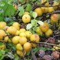 New Arrival 20 Red Flowering DWARF QUINCE Shrub Fruit Chaenomeles Japonica Scarlet Seeds