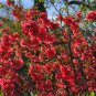 New Arrival 20 Red Flowering DWARF QUINCE Shrub Fruit Chaenomeles Japonica Scarlet Seeds