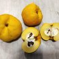 New Arrival 20 Red Flowering DWARF QUINCE Shrub Fruit Chaenomeles Japonica Scarlet Seeds
