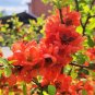 New Arrival 20 Red Flowering DWARF QUINCE Shrub Fruit Chaenomeles Japonica Scarlet Seeds