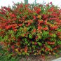 New Arrival 20 Red Flowering DWARF QUINCE Shrub Fruit Chaenomeles Japonica Scarlet Seeds