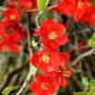New Arrival 20 Red Flowering DWARF QUINCE Shrub Fruit Chaenomeles Japonica Scarlet Seeds