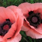 Best-Selling 100 Princess Victoria Louise ORIENTAL POPPY Papaver Orientale Flower Seeds