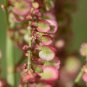 Limited Edition 200 LARGE LEAF SORREL (Garden Sorrel Spinach Dock Redshank) Rumex Acetosa Seeds