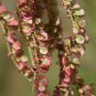 Limited Edition 200 LARGE LEAF SORREL (Garden Sorrel Spinach Dock Redshank) Rumex Acetosa Seeds