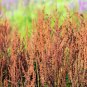 Limited Edition 200 LARGE LEAF SORREL (Garden Sorrel Spinach Dock Redshank) Rumex Acetosa Seeds