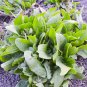 Limited Edition 200 LARGE LEAF SORREL (Garden Sorrel Spinach Dock Redshank) Rumex Acetosa Seeds