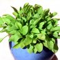 Limited Edition 200 LARGE LEAF SORREL (Garden Sorrel Spinach Dock Redshank) Rumex Acetosa Seeds