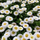 Best-Selling 500 Dwarf WHITE ENGLISH DAISY Bellis Perennis Flower Seeds Best-Selling 500 Dwarf WHITE ENGLISH DAISY Bellis Perennis Flower Seeds