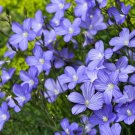 Top-Quality 100 BLUE FLAX (Prairie Flax, Lewis Blue Flax) Linum Perenne Lewisii Flower Seeds