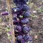 New Arrival 70 RED Ball BRUSSEL SPROUT Brussels Sprouts Brassica Oleracea Vegetable Seeds