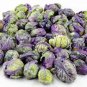 New Arrival 70 RED Ball BRUSSEL SPROUT Brussels Sprouts Brassica Oleracea Vegetable Seeds