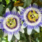 Limited Edition 20 PURPLE PASSION FRUIT Passionflower Passiflora Edulis Flower Vine Seeds Limited Edition 20 PURPLE PASSION FRUIT Passionflower Passiflora Edulis Flower Vine Seeds